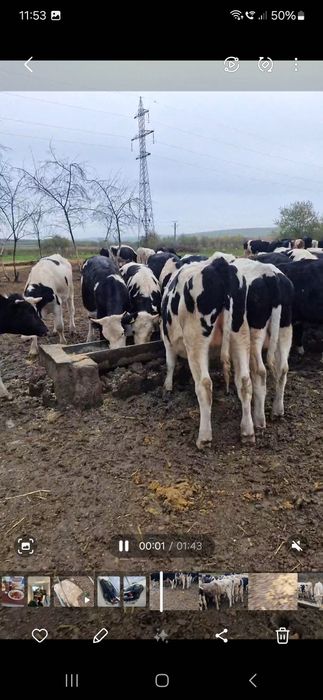 Vând Taurasii 16 lei kg