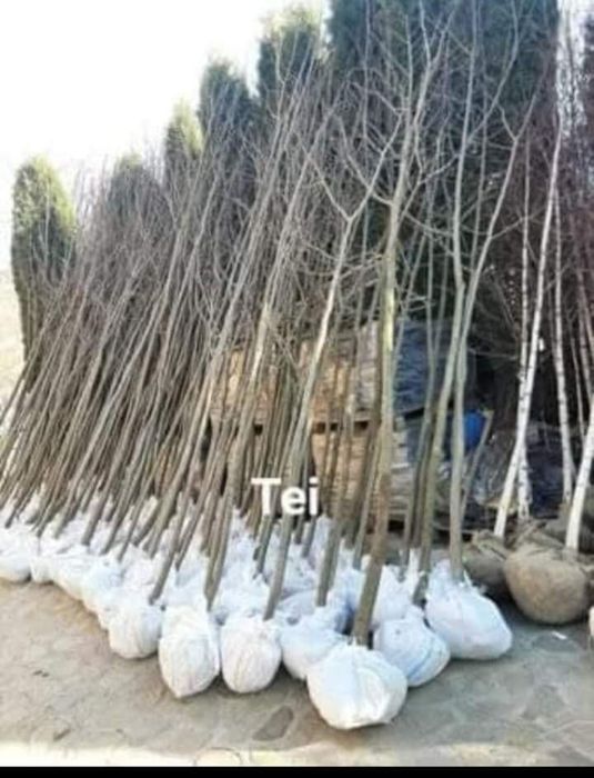 Mesteacăn cu coja alba tei mirositor platani