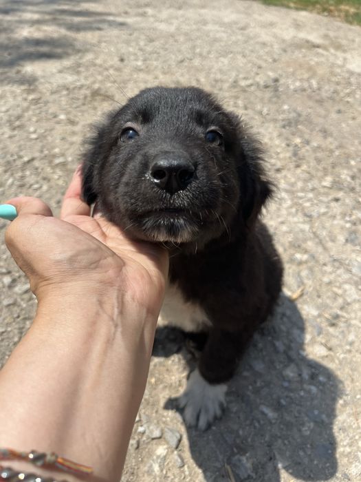 Бебенца на 45 дни, търсят груживни стопани