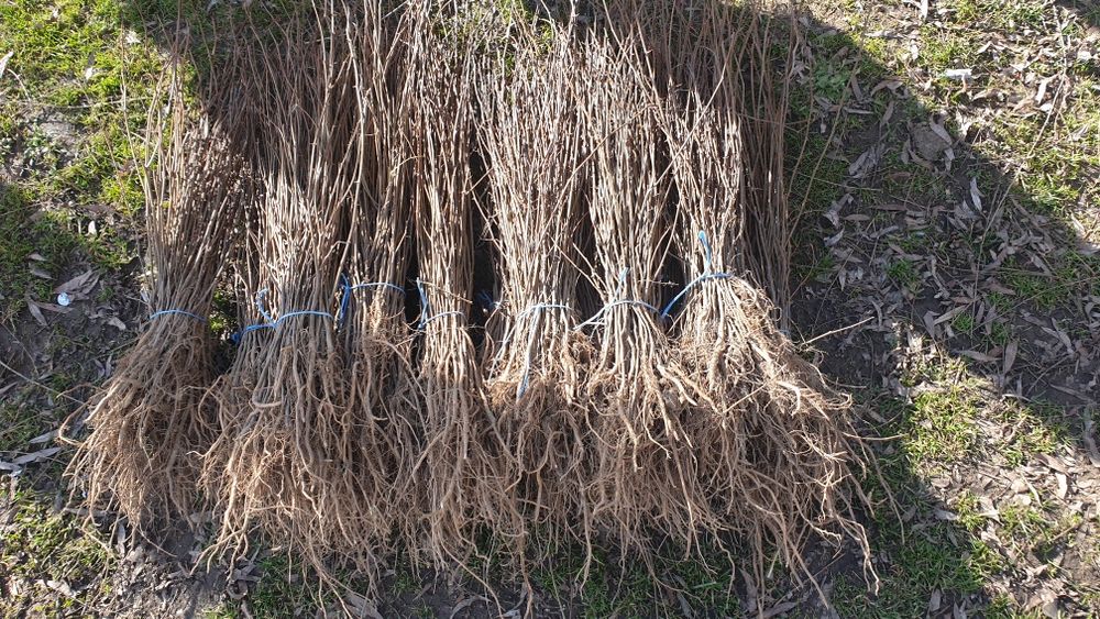 Puieți calitatea 60 bani