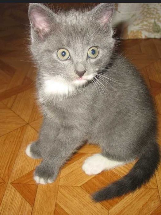 Котята маленькие