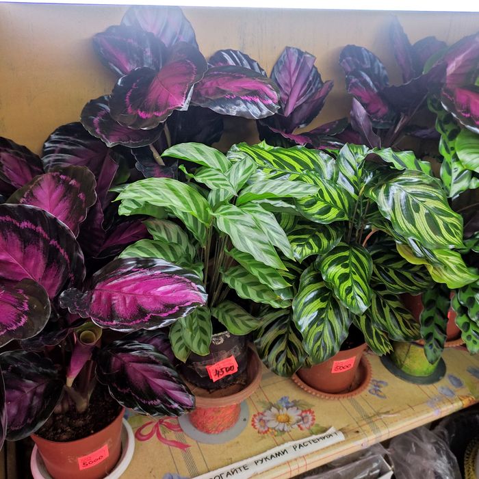 Калатеи, филодендрон, аглаонемы и диффенбахии(читать внимательно)