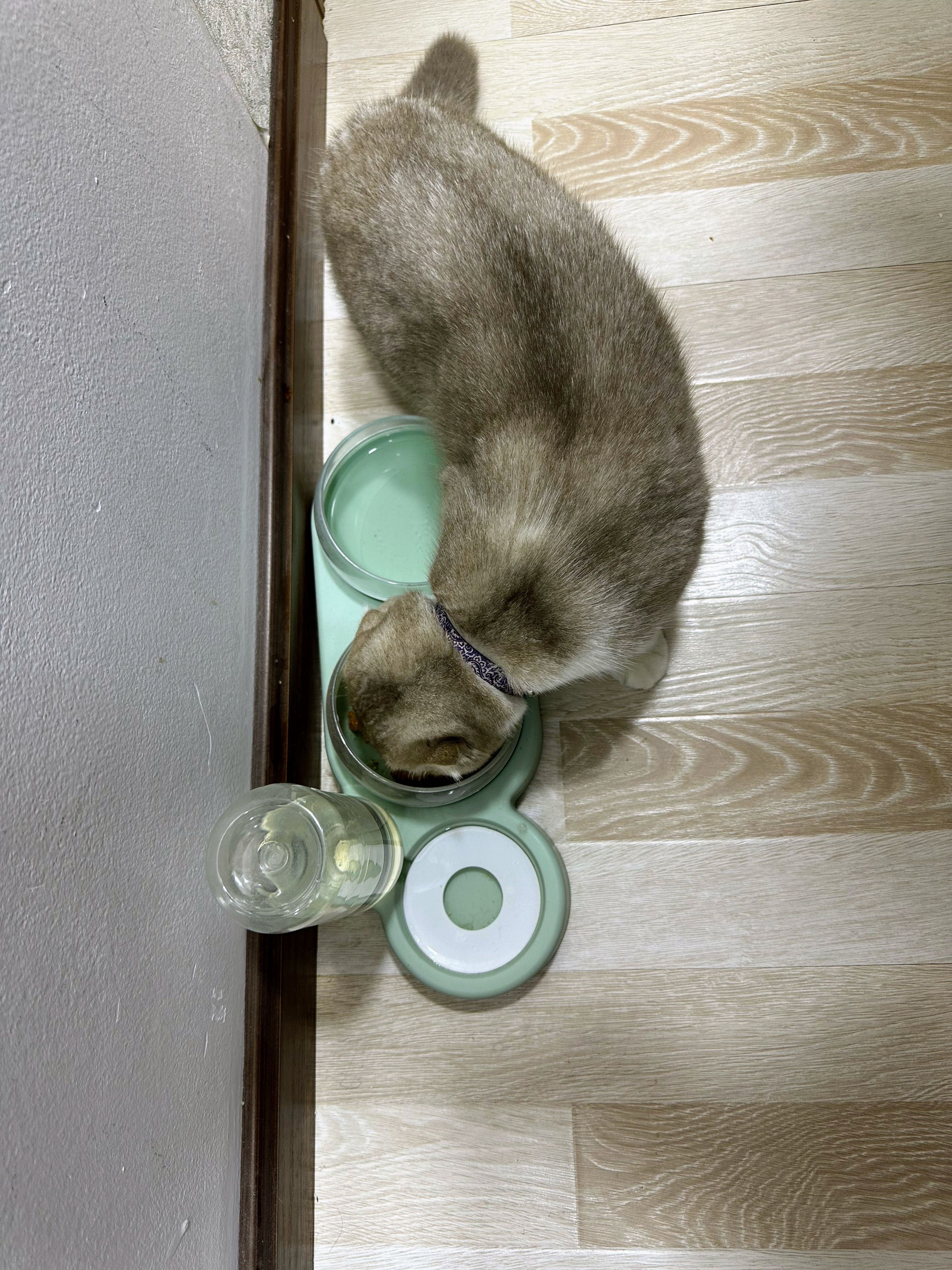 Кошка скоттиш фолд, Мушук