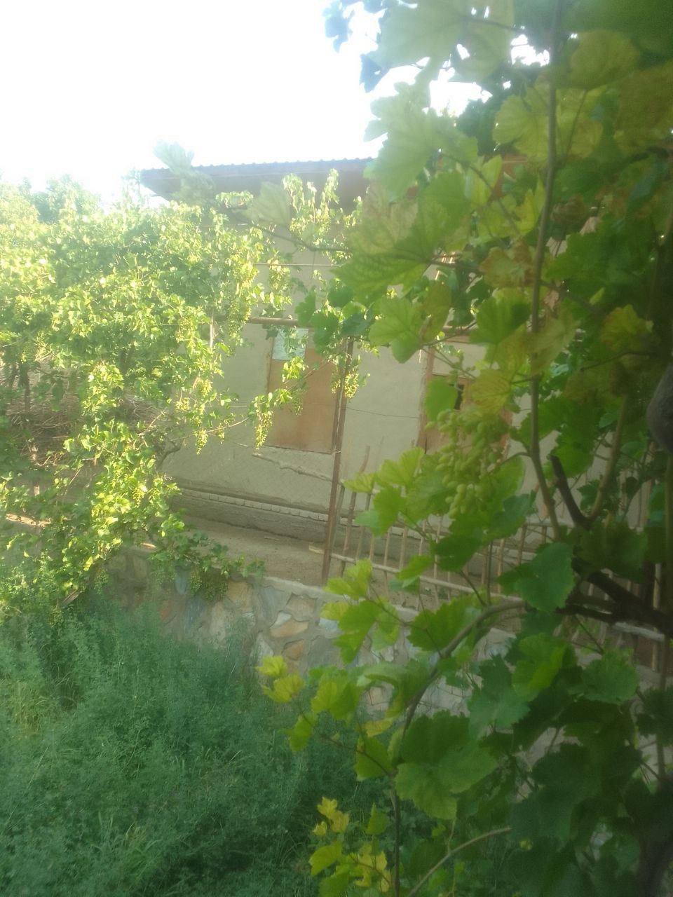 Hovli sotiladi arzon