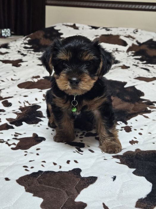 Чистокръвни Йорки – 2-месечни малки сладури!