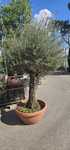 Maslini - Palmieri trachycarpus fortunei