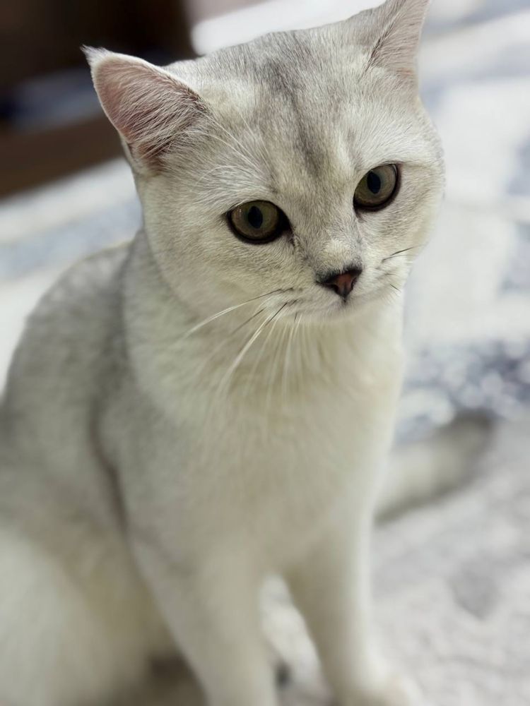 Кот для вязки шиншилла серебристая чистакровная
