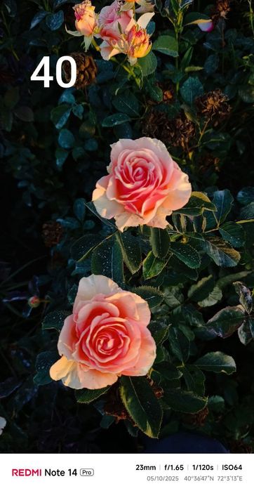 Atirgul sotiladi45 hil so'rti bor