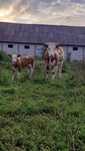 Vând o juninci si o vaca de 4 ani