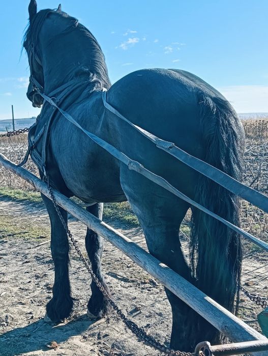 Armăsari de vânzare.