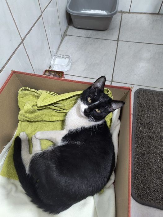 Pui de pisica spre adoptie