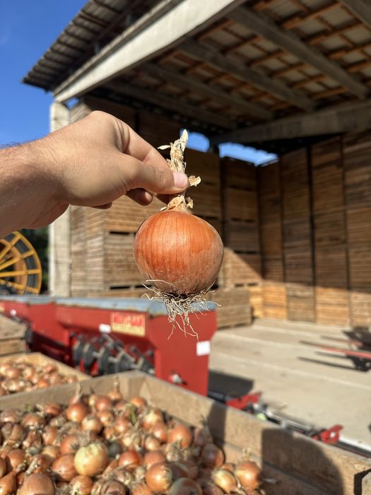 Ceapă diamanta calibru mare