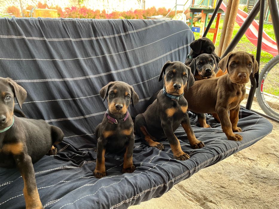 Малки Добермани.