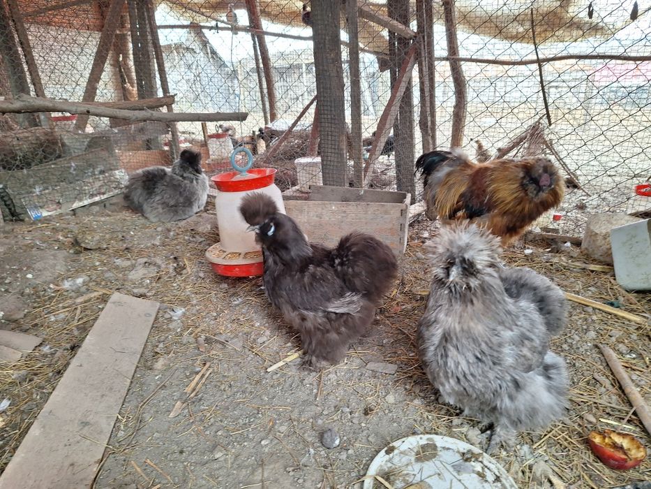 Vând Famile Mătase Japoneza 4+1