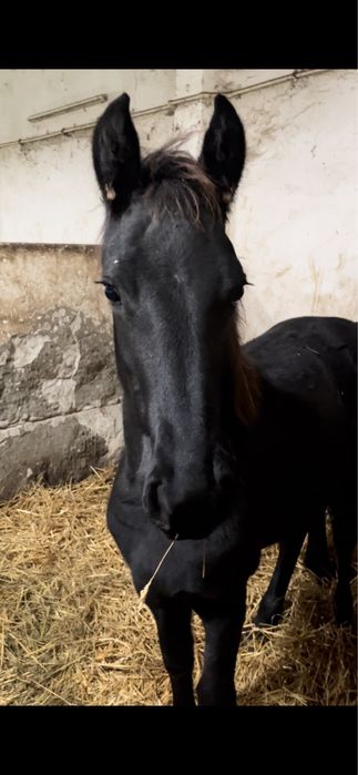 Manza friesian de vanzare