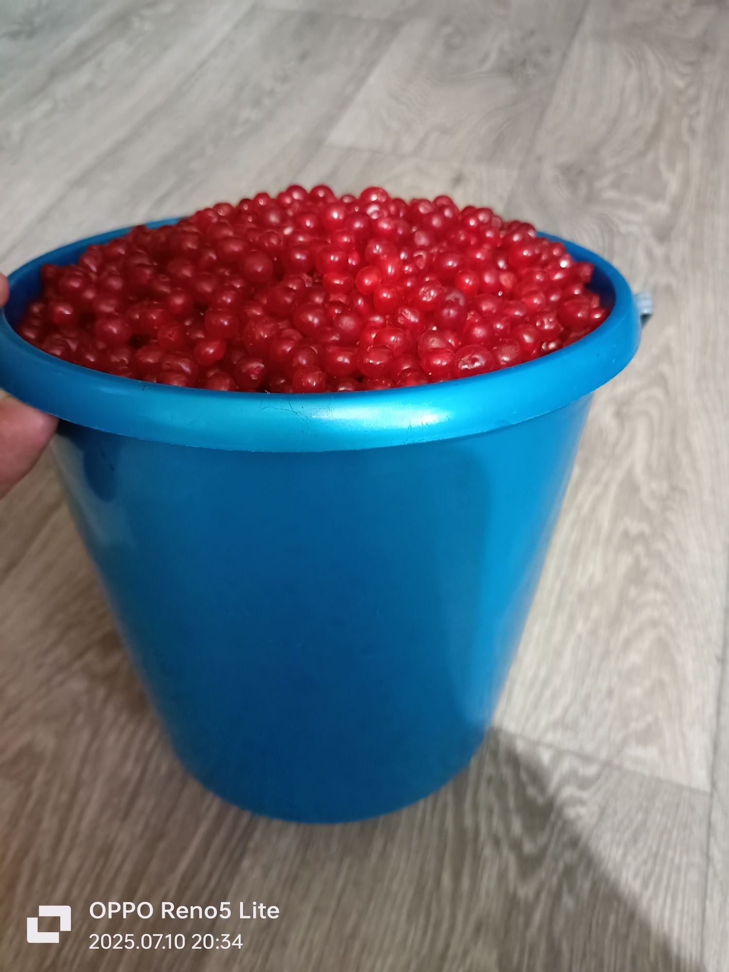 Продам костянку.