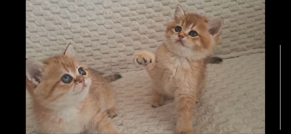 Продаются элитные котята