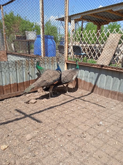 Продам Семью Павлинов 1+2