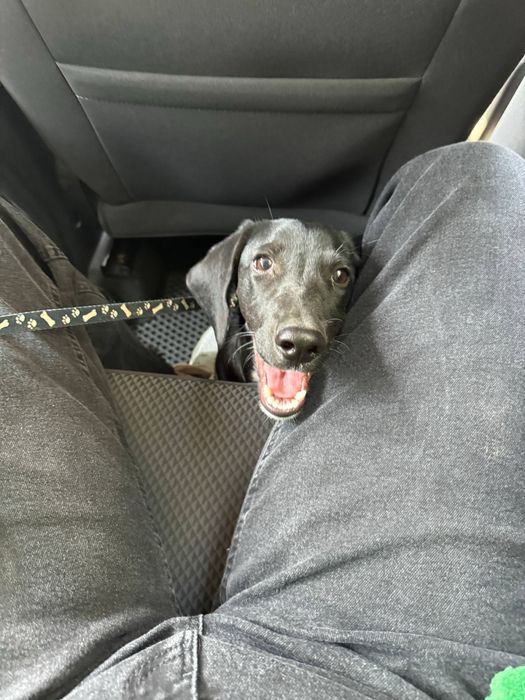 Отдам собачку (6 месяцев) породы такса в добрые руки