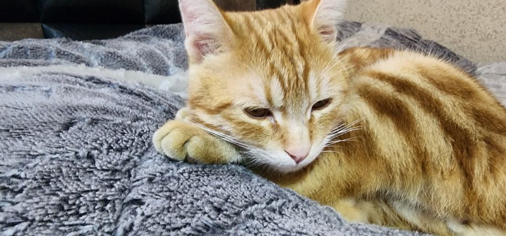 Мушук эркак зотдор соглом бакувват чиройли ва аклли сотилади.