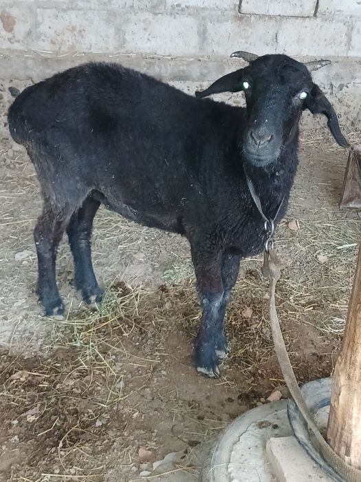 куй йошига тулган шохдор зот