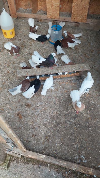 Продавам белослатински белоглави гълъби