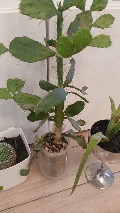 Цветя всички за 22 лв