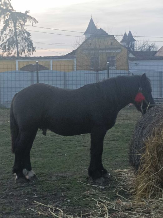 Vând armăsar de 1 an jumate