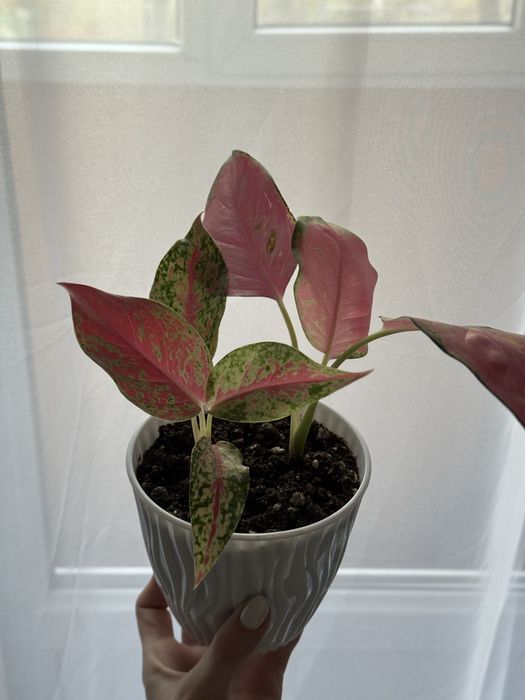 Аглаонема 2 сорта, маранта лемон лайм