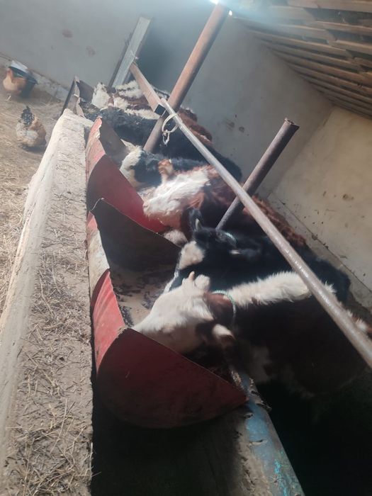 Баспаклар сотилади