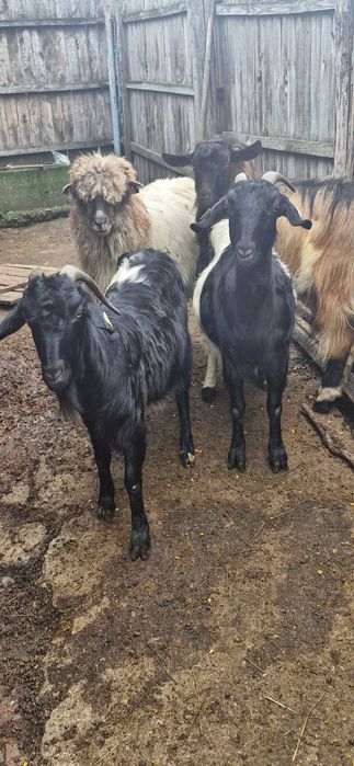 Vand 2 capre un tap si o oaie detalii la nr.