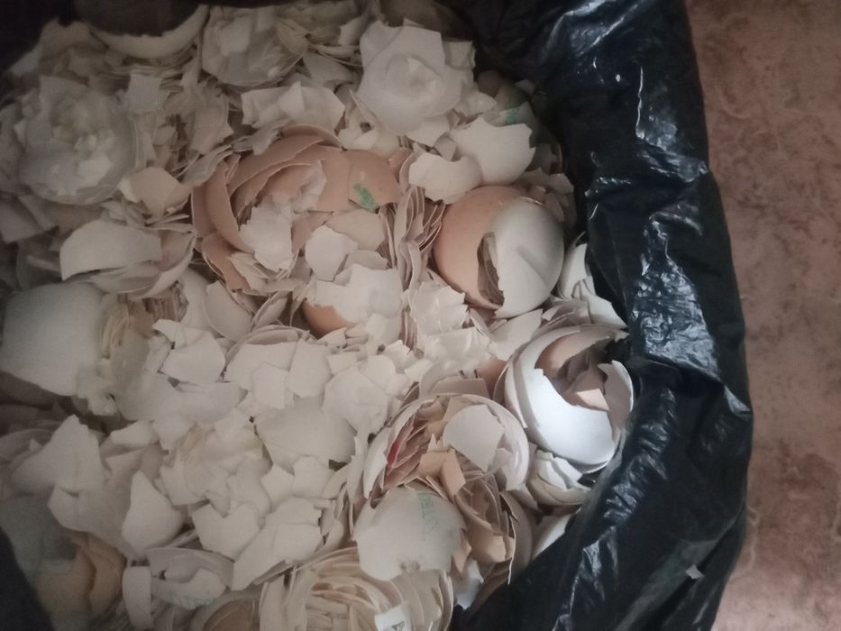 Яичные скорлупки для удобрения