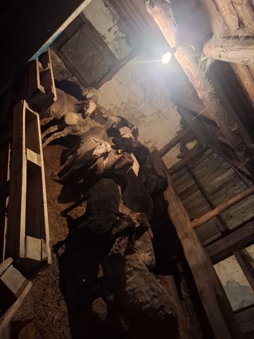 Продам баран с откорма