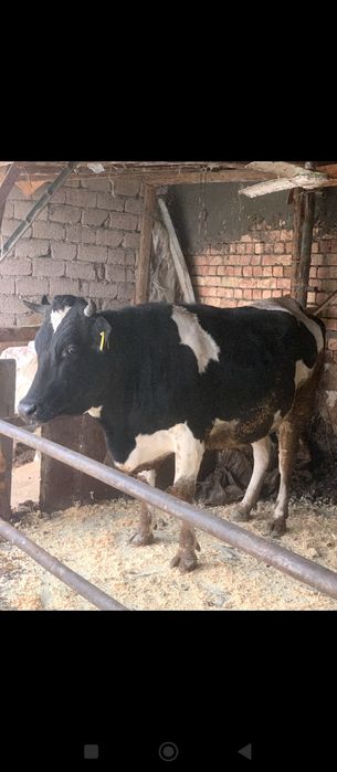 Rossiya paroda Gʻunajin sotiladi