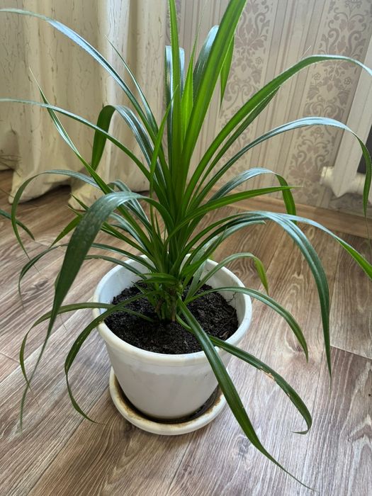 Цветы продам ,район Сити центра