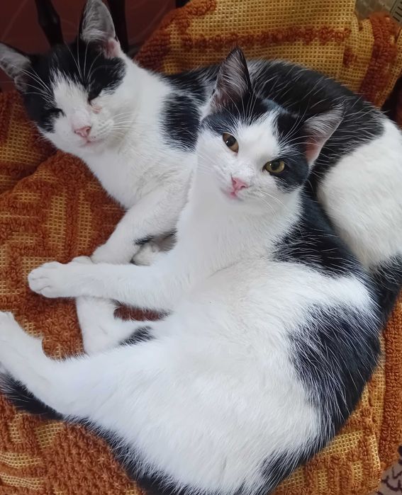 Donez un motănel si o pisicuța