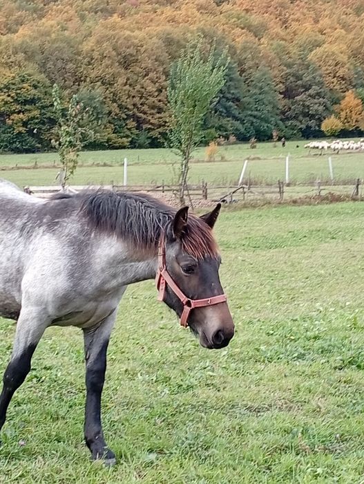 Mânză de 7 luni de pasune