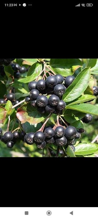 Aronia fructe de vanzare