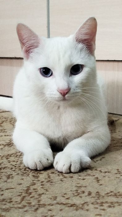 Oq mushukcha 200 minga bervoramiz