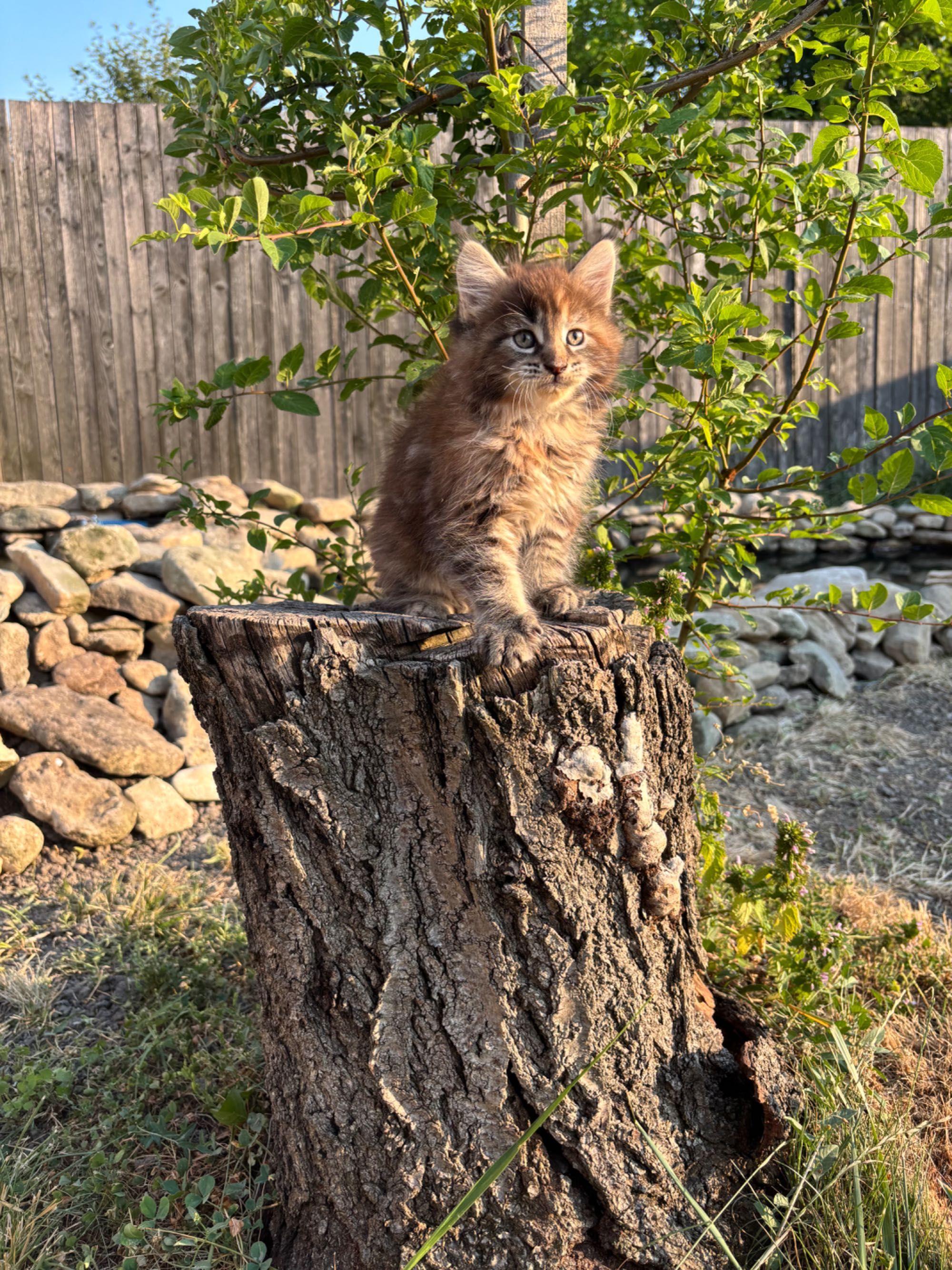 Котенца Мейн Куун