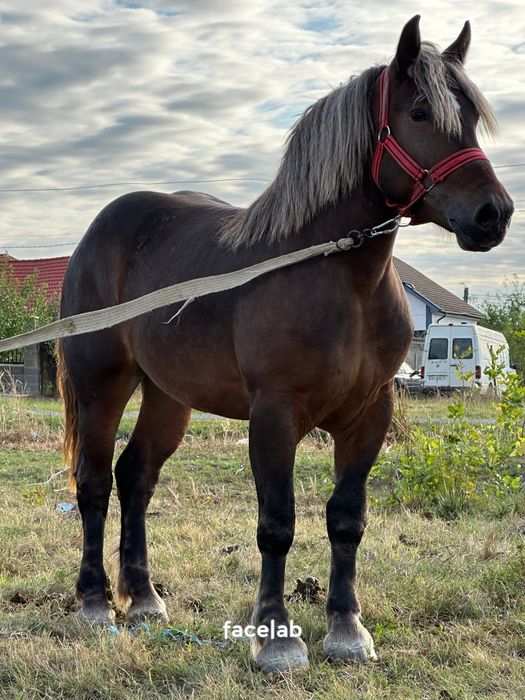 Mânza de 2,5 ani 172 inaltime