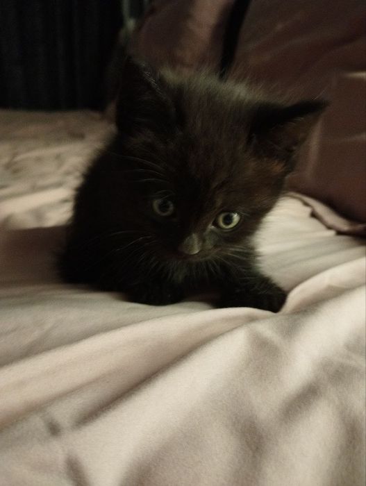 Скотиш страйт мушукчалар