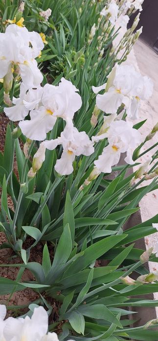 Rang barang gulsapsar (iris)