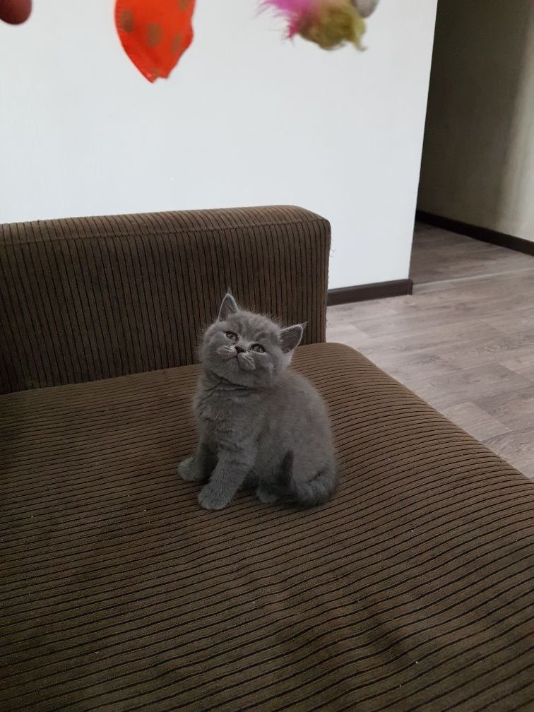Молодой шикарный кот, с изумрудными глазами. Приглашает кошечек