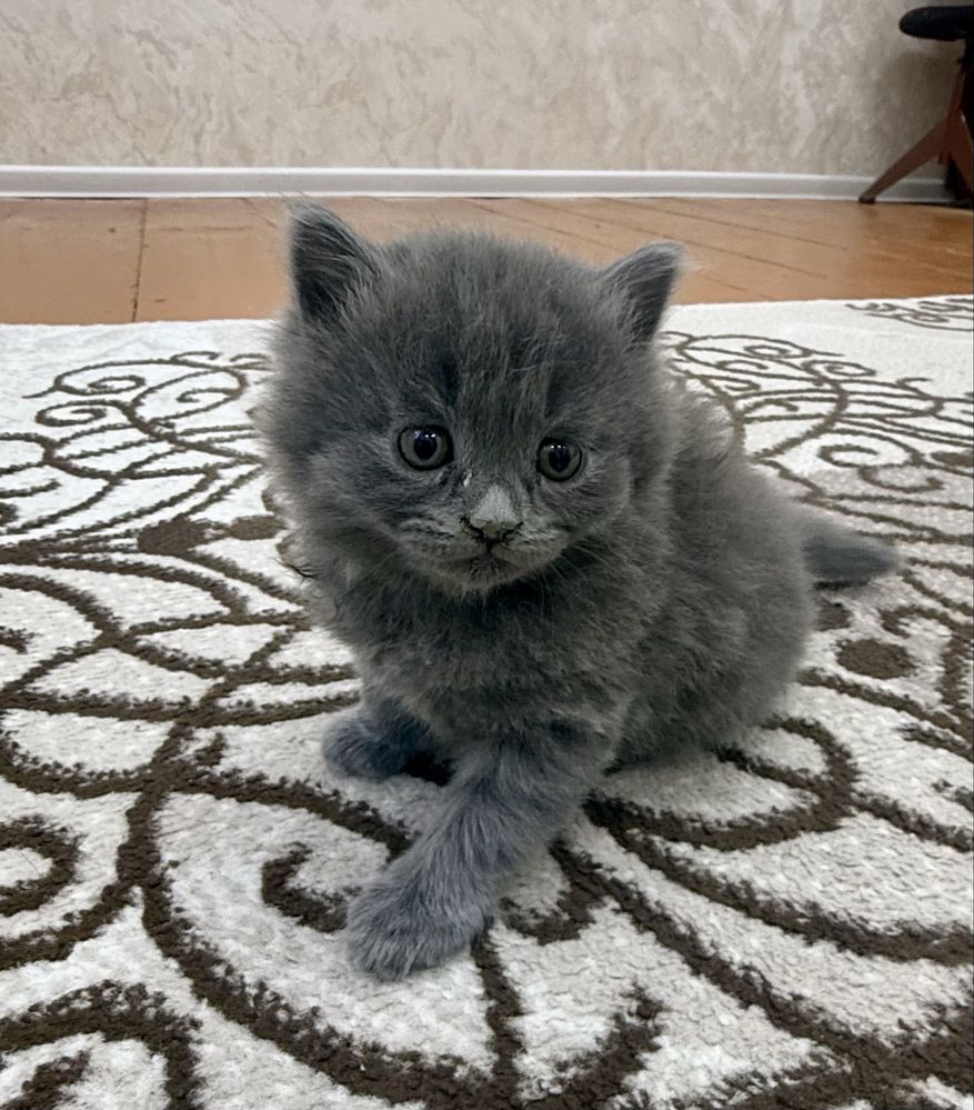 Продаются котята от сибирской вислоухой кошки