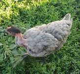 Puicute rasa mixta intre Australorp, Brahma, Plymouth, Brown.