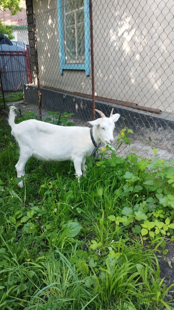 Продам молодую козу