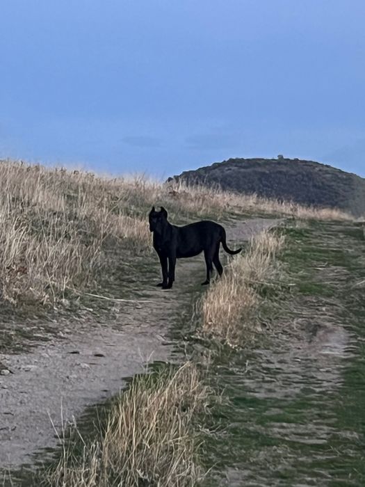 Cane corso чистокръвни