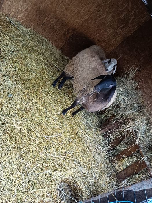 Oi de vânzare de anul asta