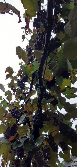 Struguri de vin nova